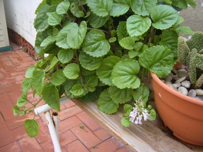 [Foto de planta, jardin, jardineria]