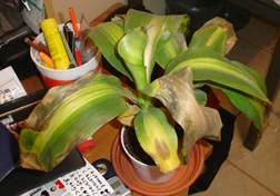 [Foto de planta, jardin, jardineria]