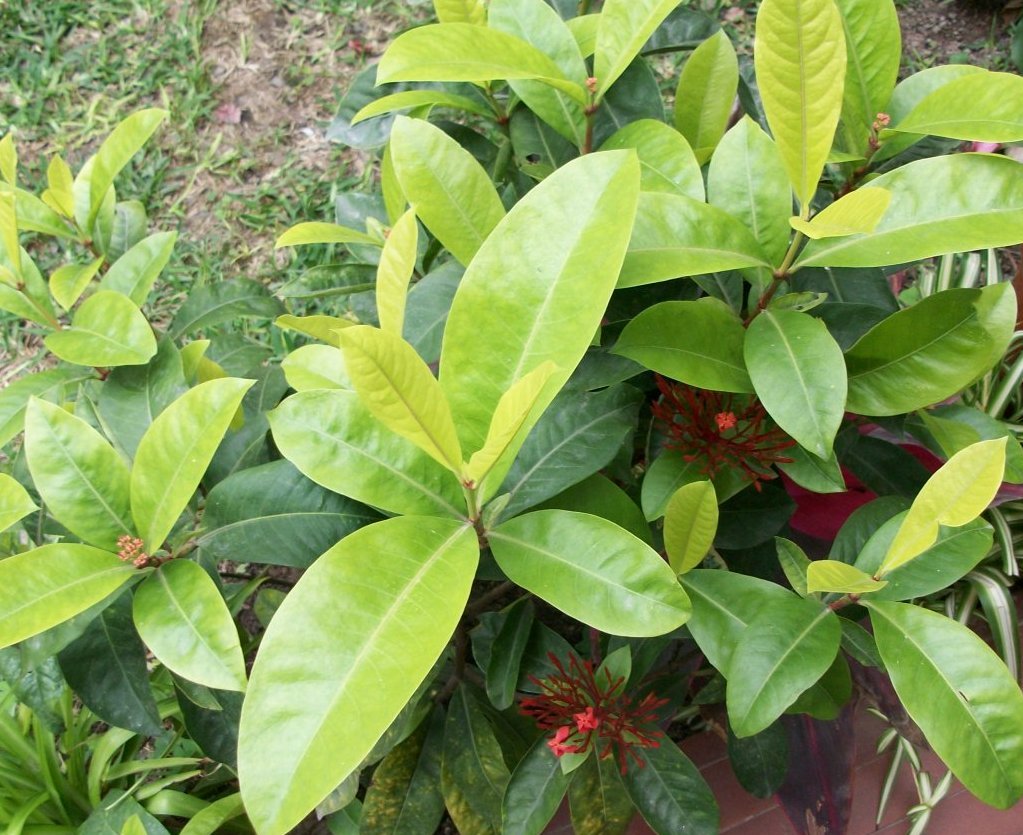 [Foto de planta, jardin, jardineria]