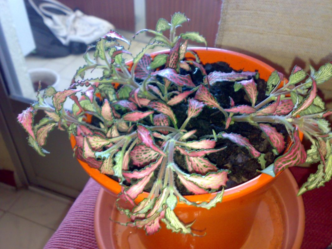 [Foto de planta, jardin, jardineria]