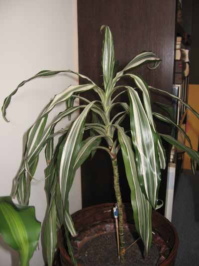 [Foto de planta, jardin, jardineria]