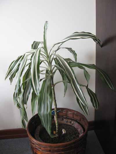 [Foto de planta, jardin, jardineria]