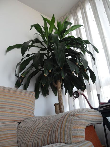 [Foto de planta, jardin, jardineria]