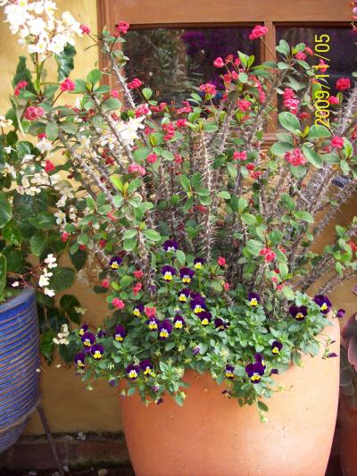 [Foto de planta, jardin, jardineria]