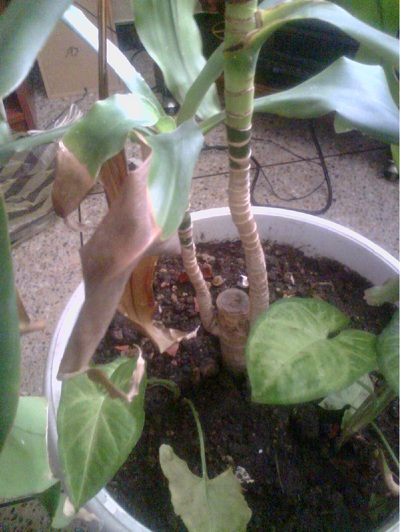 [Foto de planta, jardin, jardineria]