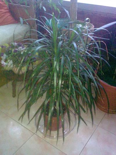 [Foto de planta, jardin, jardineria]