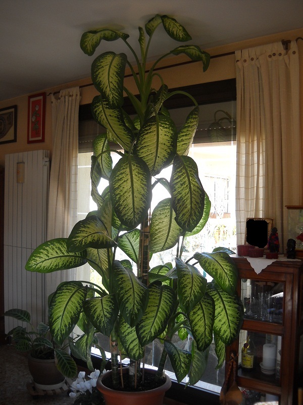 [Foto de planta, jardin, jardineria]