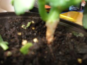 [Foto de planta, jardin, jardineria]