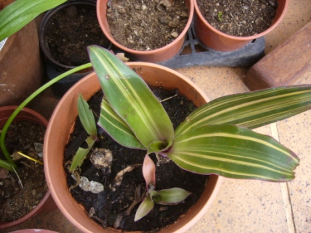 [Foto de planta, jardin, jardineria]