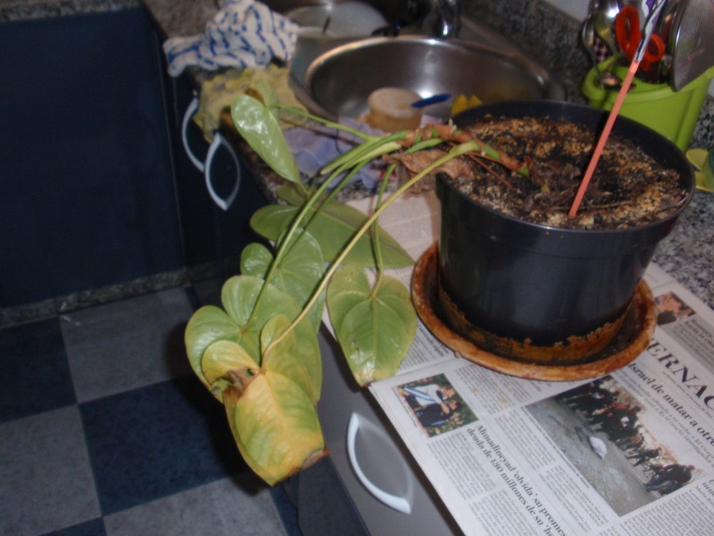 [Foto de planta, jardin, jardineria]