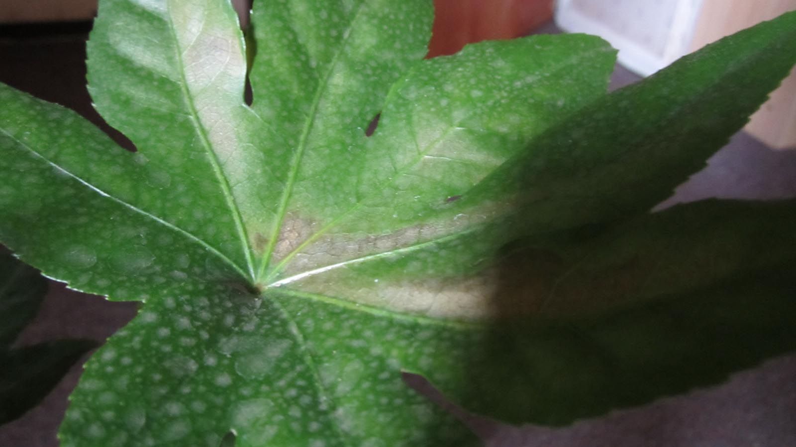 [Foto de planta, jardin, jardineria]