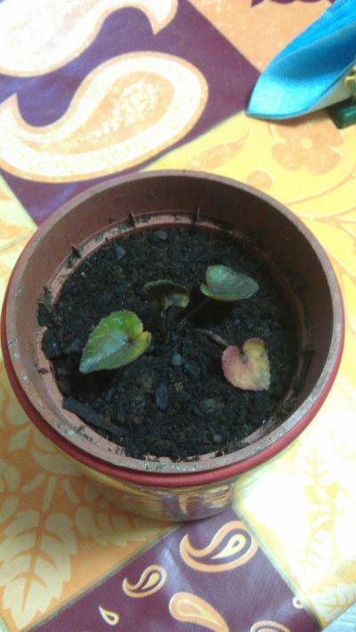 [Foto de planta, jardin, jardineria]
