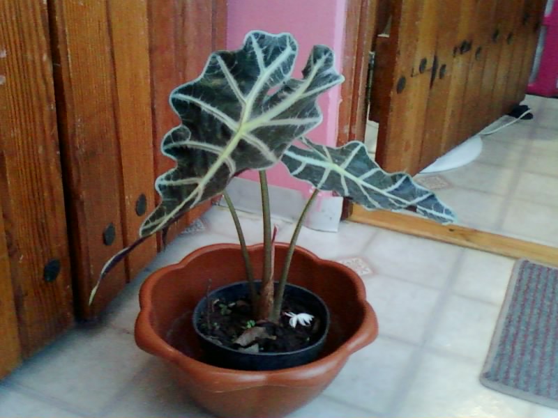 [Foto de planta, jardin, jardineria]