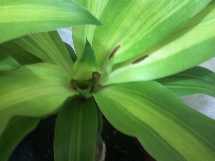 [Foto de planta, jardin, jardineria]