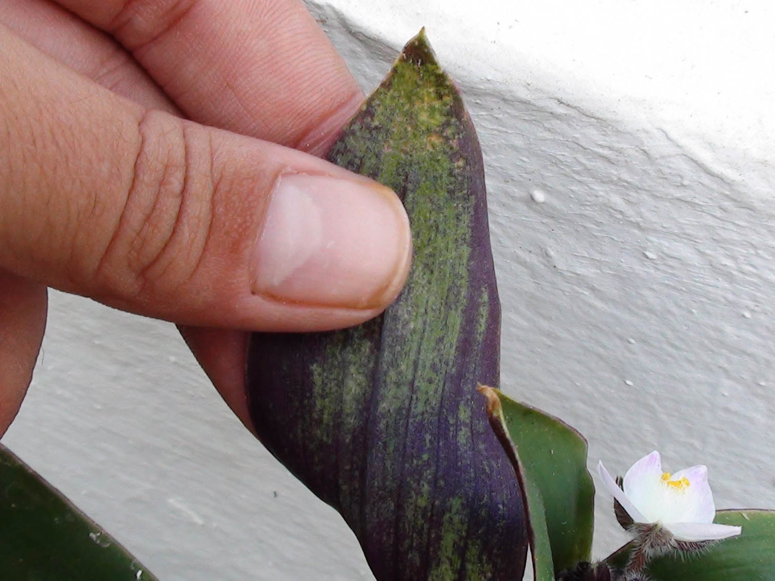 [Foto de planta, jardin, jardineria]