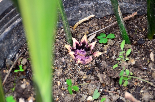 [Foto de planta, jardin, jardineria]