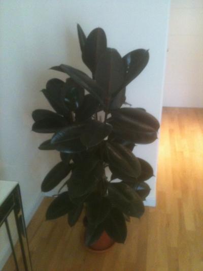 [Foto de planta, jardin, jardineria]