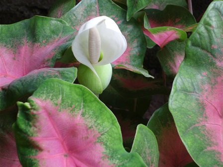 [Foto de planta, jardin, jardineria]