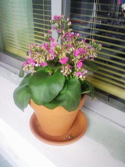 [Foto de planta, jardin, jardineria]