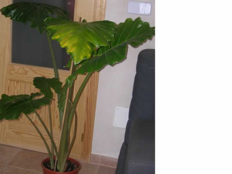 [Foto de planta, jardin, jardineria]