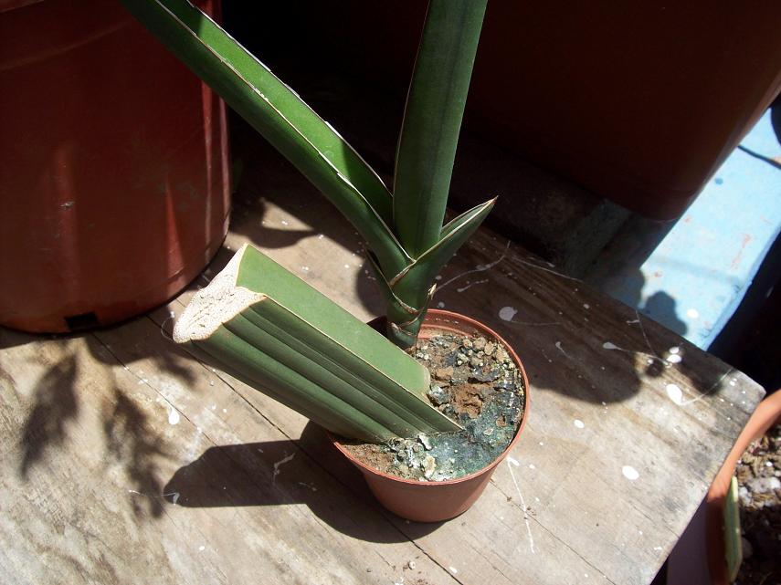 [Foto de planta, jardin, jardineria]