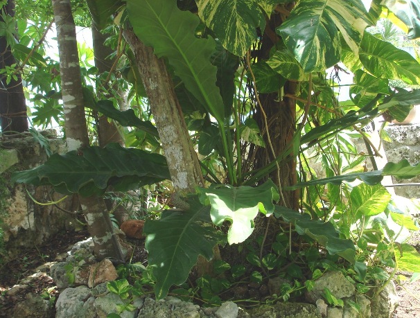 [Foto de planta, jardin, jardineria]