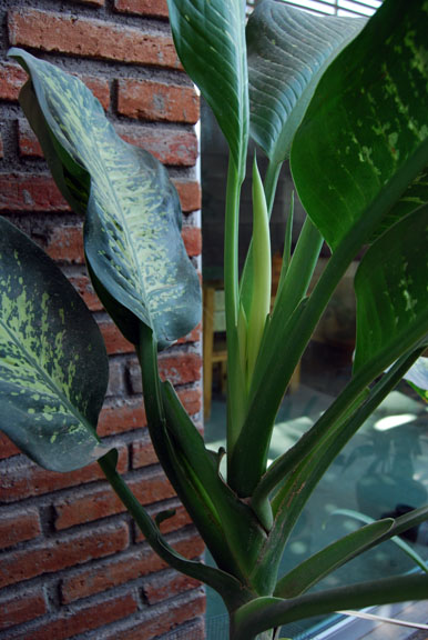 [Foto de planta, jardin, jardineria]
