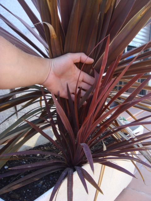[Foto de planta, jardin, jardineria]