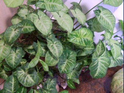 [Foto de planta, jardin, jardineria]