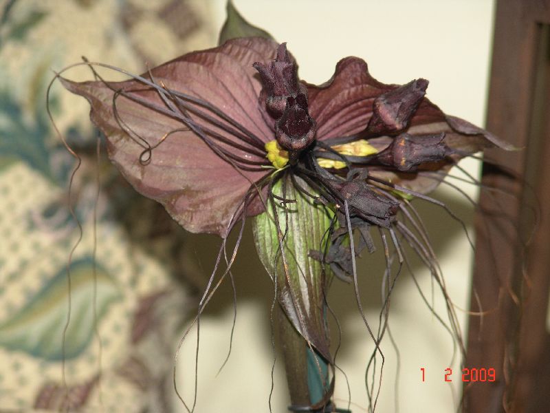 [Foto de planta, jardin, jardineria]