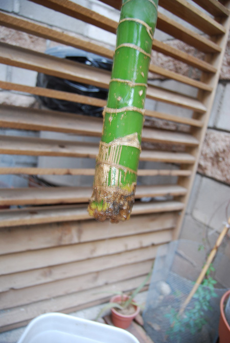 [Foto de planta, jardin, jardineria]