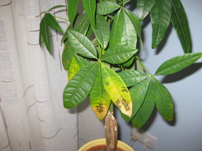 [Foto de planta, jardin, jardineria]