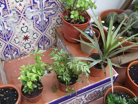 [Foto de planta, jardin, jardineria]