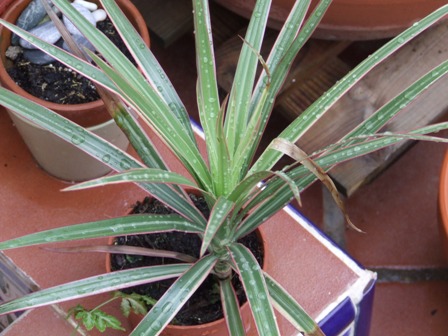 [Foto de planta, jardin, jardineria]
