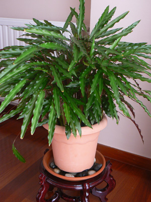 [Foto de planta, jardin, jardineria]