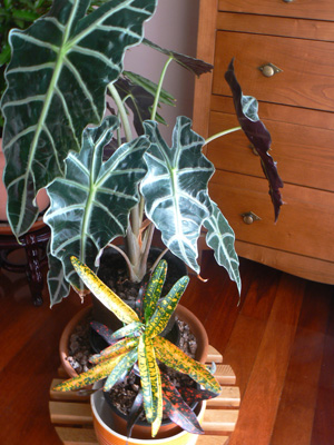 [Foto de planta, jardin, jardineria]
