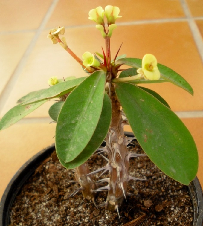 [Foto de planta, jardin, jardineria]