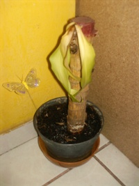 [Foto de planta, jardin, jardineria]