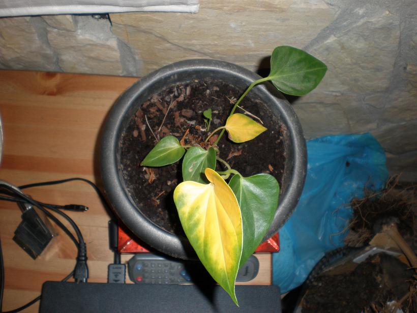 [Foto de planta, jardin, jardineria]