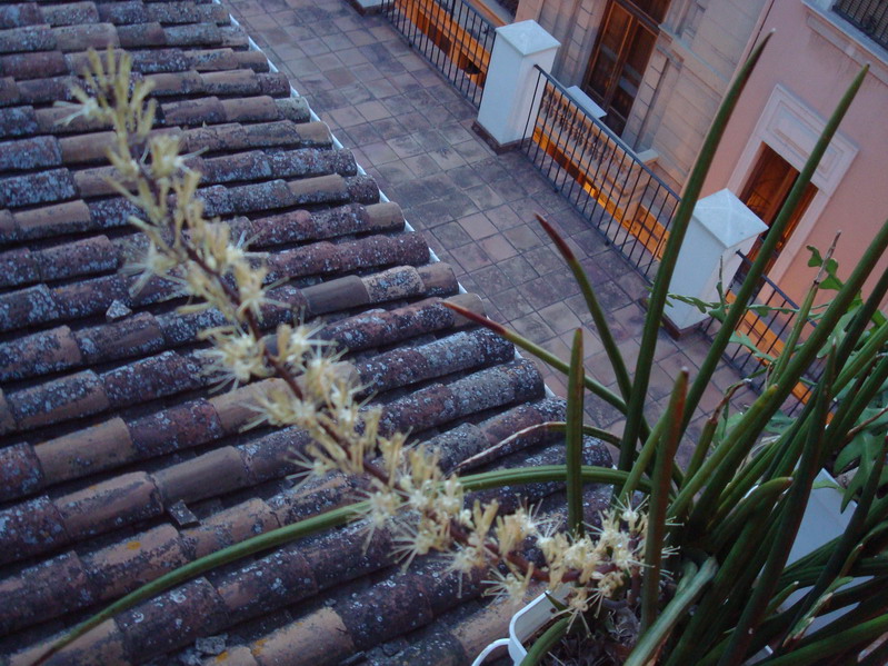 [Foto de planta, jardin, jardineria]