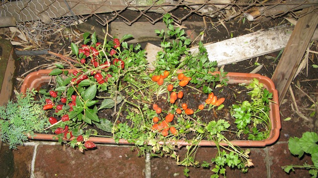 [Foto de planta, jardin, jardineria]