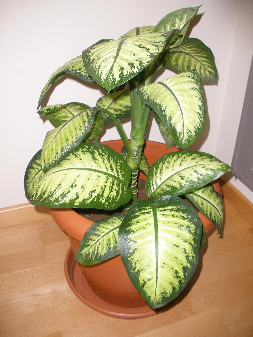 [Foto de planta, jardin, jardineria]