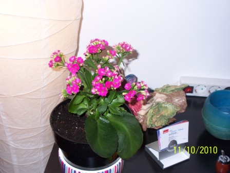 [Foto de planta, jardin, jardineria]