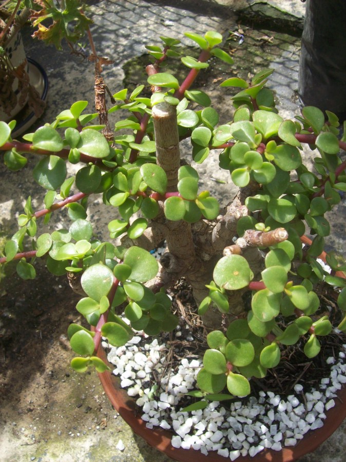 [Foto de planta, jardin, jardineria]