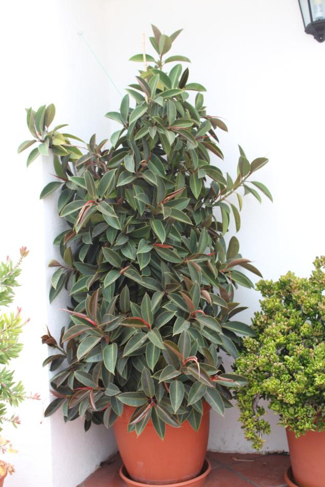 [Foto de planta, jardin, jardineria]