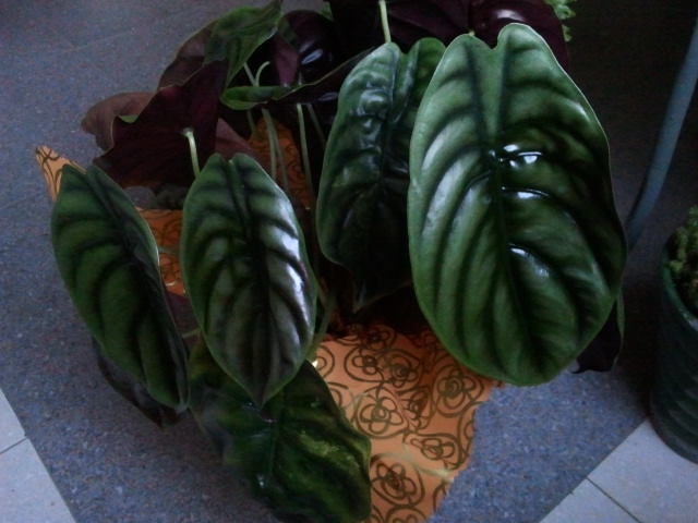 [Foto de planta, jardin, jardineria]