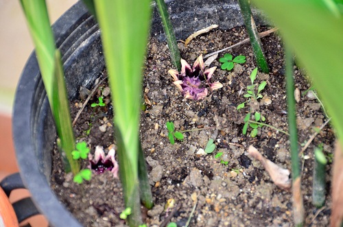 [Foto de planta, jardin, jardineria]