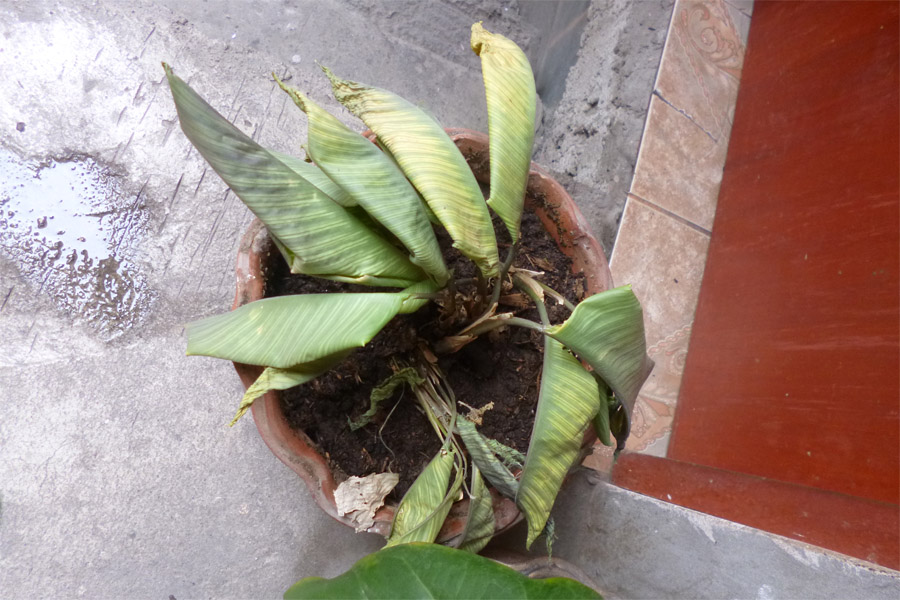 [Foto de planta, jardin, jardineria]