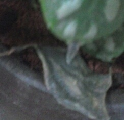 [Foto de planta, jardin, jardineria]