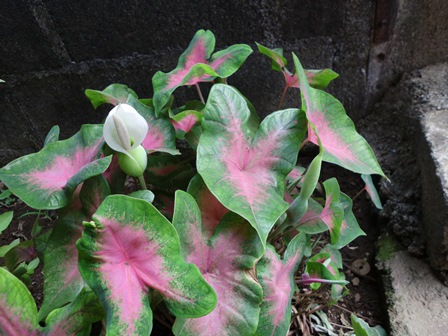 [Foto de planta, jardin, jardineria]